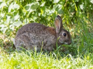 草丛里吃草的灰兔子图片