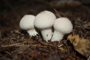白色真菌蘑菇图片