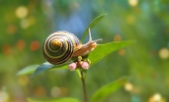 花枝上小蜗牛摄影图片