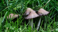 草地上棕色野生蘑菇图片