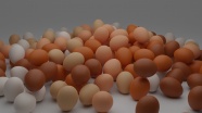 各种颜色的鸡蛋图片