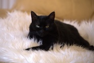 黑色宠物猫咪图片