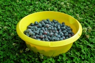 新鲜采摘蓝莓浆果图片