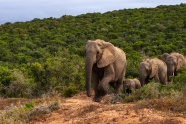 大象群迁徙图片