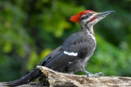 红冠黑啄木鸟图片