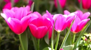 粉色郁金香花朵绽放图片