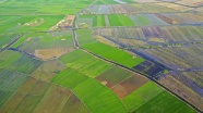 平原稻田景观图片
