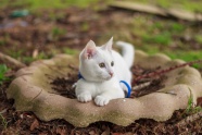 可爱白色家养猫咪图片