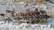 一群羚羊喝水图片