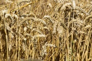 原野小麦成熟图片