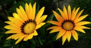 黄色非洲雏菊花朵图片