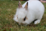 可爱白色宠物兔图片