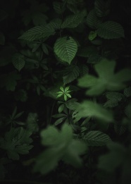 野生绿色植物摄影图片