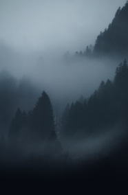 雾气朦胧原始森林图片