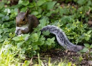 草丛里的灰色小松鼠图片