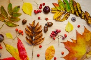 秋季背景元素图片