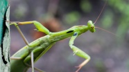 绿色螳螂昆虫图片