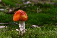 草地面蘑菇朵图片
