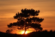 日出树木风景图片