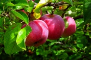 枝头红苹果成熟图片