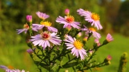 粉色雏菊花朵图片