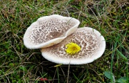 草地真菌白蘑菇图片