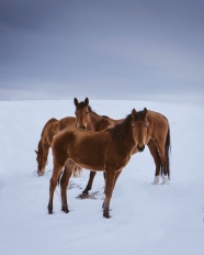 雪地上的棕色马图片