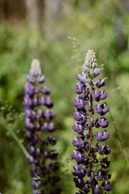 紫色羽扇豆花观赏图片