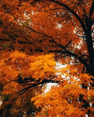 秋天枯黄树木图片