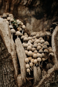木桩上生长的野蘑菇图片
