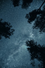 夜晚树木星空图片