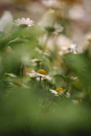 野生小白菊图片