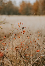 秋天野果子摄影图片