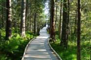 森林公园木步道图片