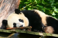 动物园大熊猫休息图片