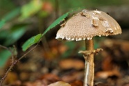 秋天地面伞状白蘑菇图片