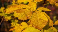 秋季黄叶子图片