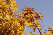 秋天黄色树叶风景图片