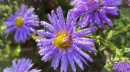雨后紫苑花花朵图片