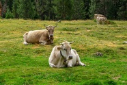 在绿色草地上放牧牛群图片