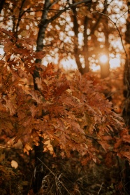 秋季逆光森林树木图片