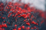 秋天野生红色小浆果图片