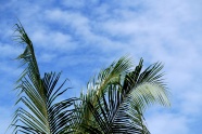 蓝天下棕榈树叶图片