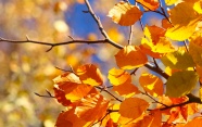 秋天树枝黄树叶图片