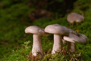荒野真菌蘑菇图片