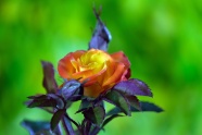 橙色玫瑰花开放摄影图片