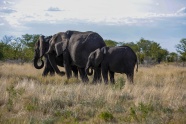 非洲大象一家三口图片