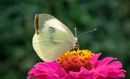 白色蝴蝶授粉图片