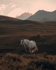山上的白色马图片
