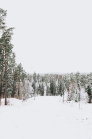 冬季雪景树林图片